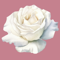 Rose ouverture du coeur Marie Mère de Dieu