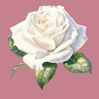 Rose ouverture du coeur Marie Mère de Dieu