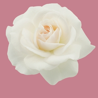 Rose ouverture du coeur Marie Mère de Dieu