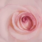 Rose rose épanouie en gros plan, symbole d'ouverture du cœur pour un soin énergétique de femmes dans le Var.