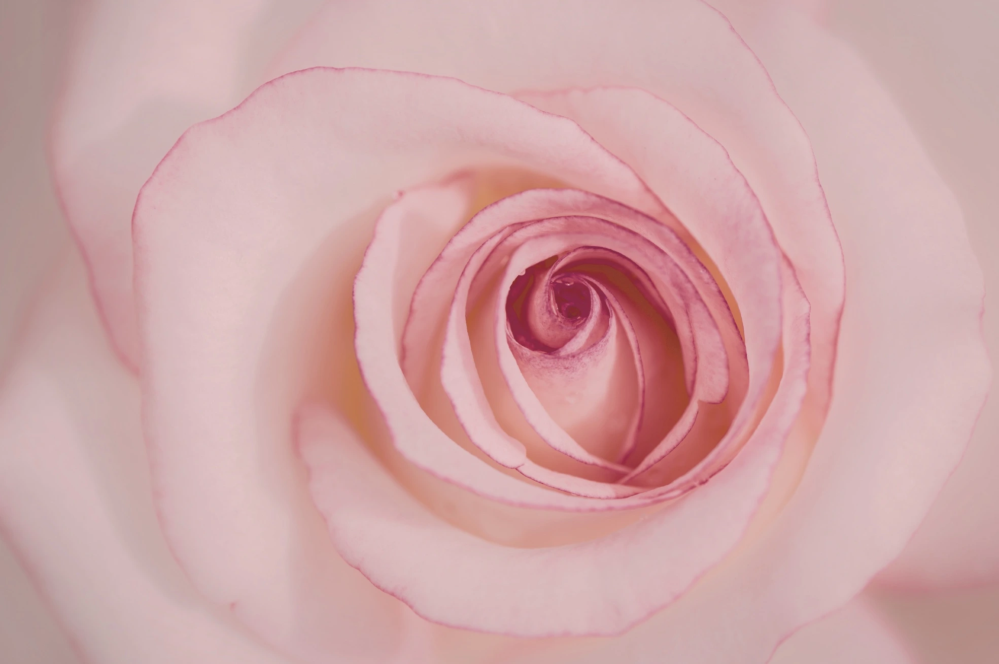 Rose rose épanouie en gros plan, symbole d'ouverture du cœur pour un soin énergétique de femmes dans le Var.