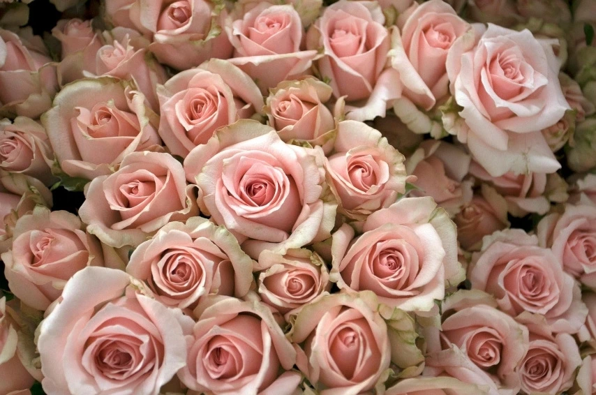 Bouquet dense de roses rose saumon, symbole de douceur féminine pour un soin énergétique dans le Var