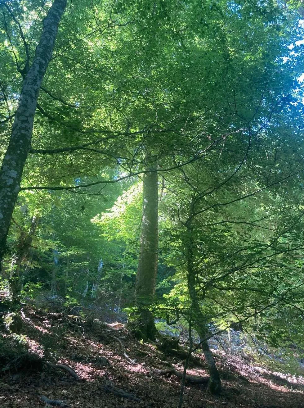 Forêt verdoyante de la Sainte Baume baignée de lumière, cadre naturel ressourçant pour un pèlerinage dans le Var