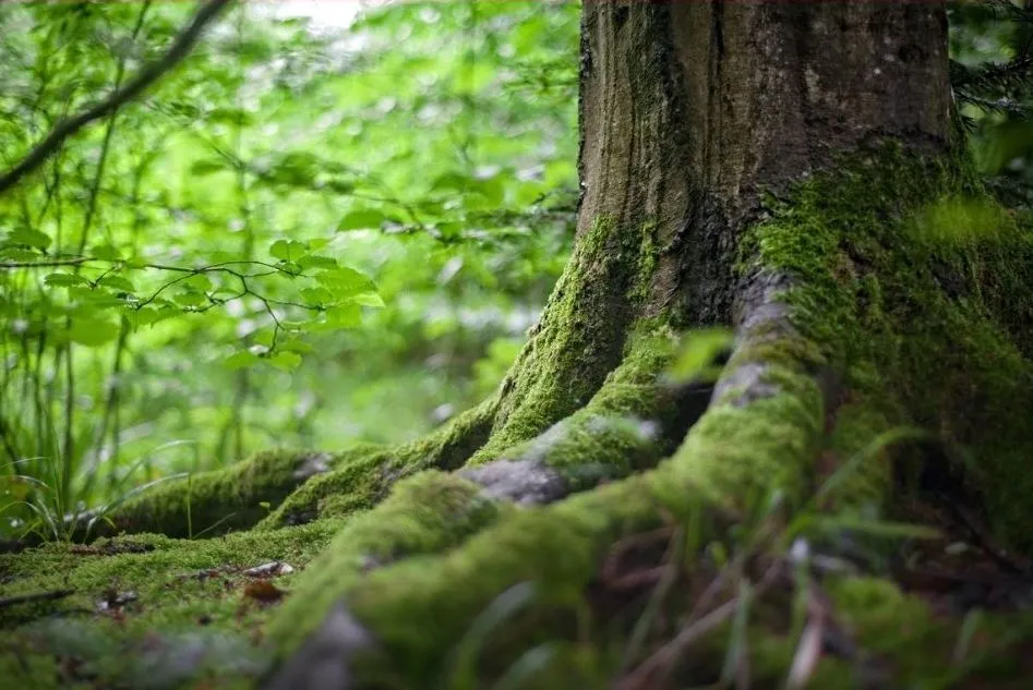 Racines d'un grand arbre couvertes de mousse verte, symbole d'ancrage en soin énergétique dans le Var.
