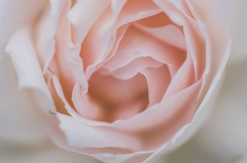 Rose rose clair épanouie en très gros plan, douceur et pureté pour un soin énergétique de femmes dans le Var