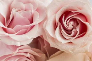 Roses ouvertes perlées de rosée en gros plan, symbole de renouveau pour un soin énergétique dans le Var